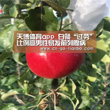 天博体育app_白领“过劳”比例高男性易发前列腺病(图1) 天博体育手机版