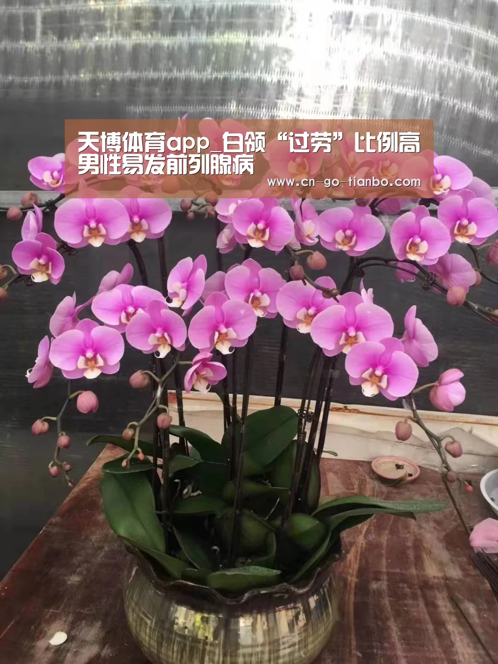 天博体育app_白领“过劳”比例高男性易发前列腺病(图2) 天博体育app